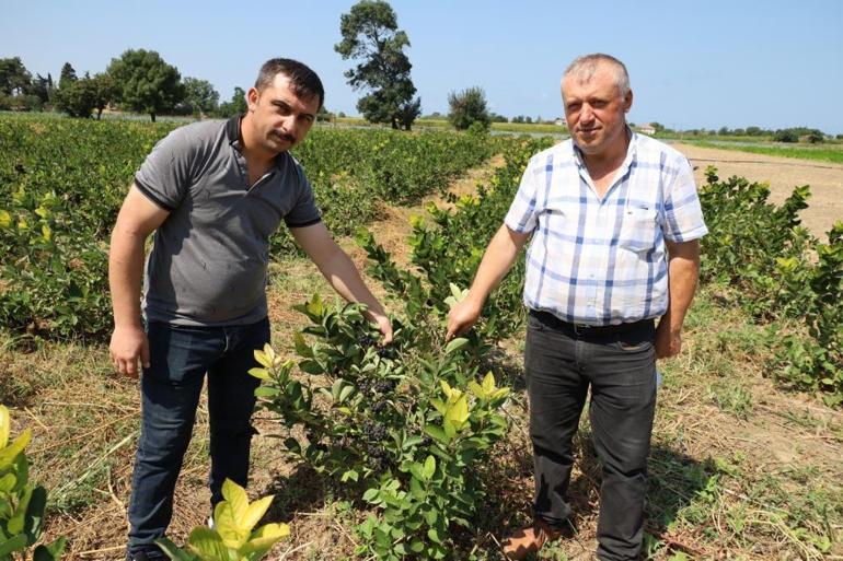 Süper meyve olarak biliniyor Hasadı eylülde yapılacak, her derde deva