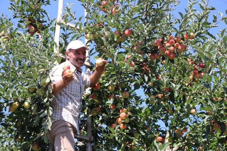 En meşhuru burada yetişiyor Kilosu 50 liradan satılmaya başlandı