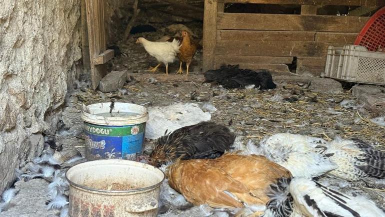 22 yıl yaptı, sabah namazından sonra kümese bakınca inanamadı