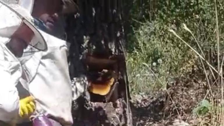 Ormanda dolaşırken ağaç kovuğunun içinde fark ettiler Kilo kilo çıktı, fiyatı 4 bin lira