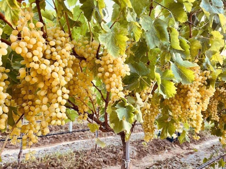 Dünyaca ünlü Sarıgöl’ün altın sarısı Sultaniye üzümleri sofralara ulaştırılıyor