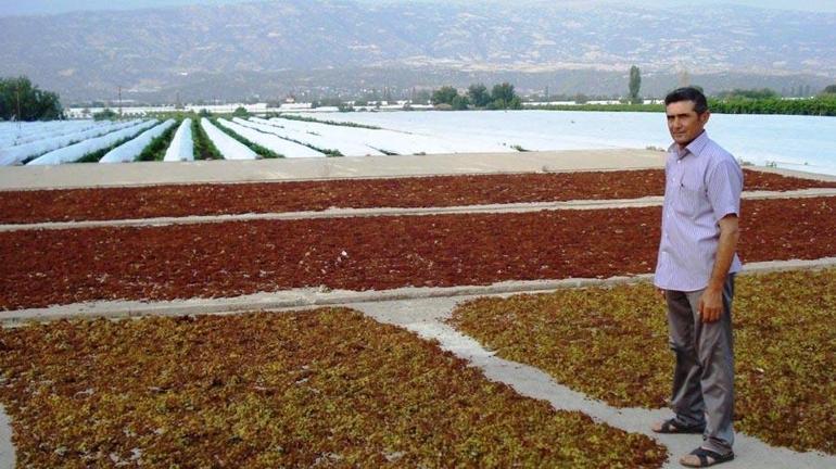 Dünyaca ünlü Sarıgöl’ün altın sarısı Sultaniye üzümleri sofralara ulaştırılıyor