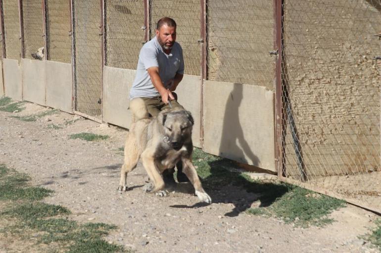 Anadolu’nun Aslanı Kangal köpekleri neslinin titizliğini koruyor