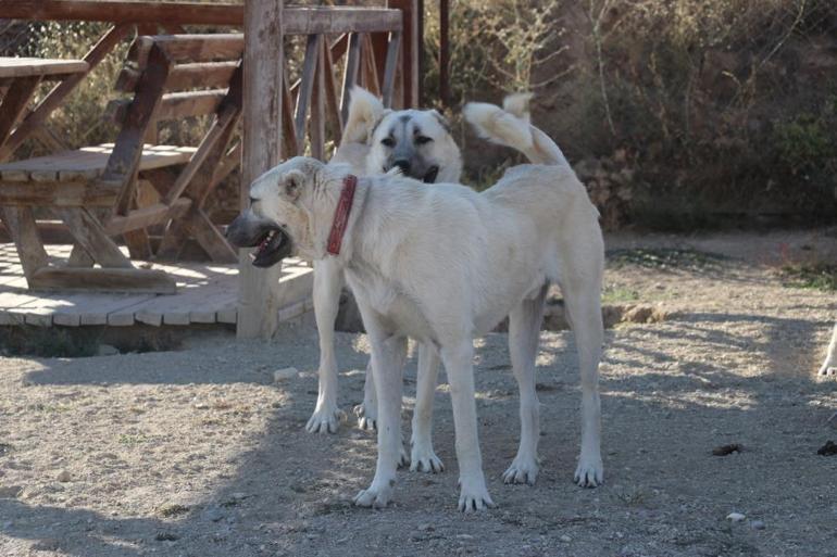 Anadolu’nun Aslanı Kangal köpekleri neslinin titizliğini koruyor