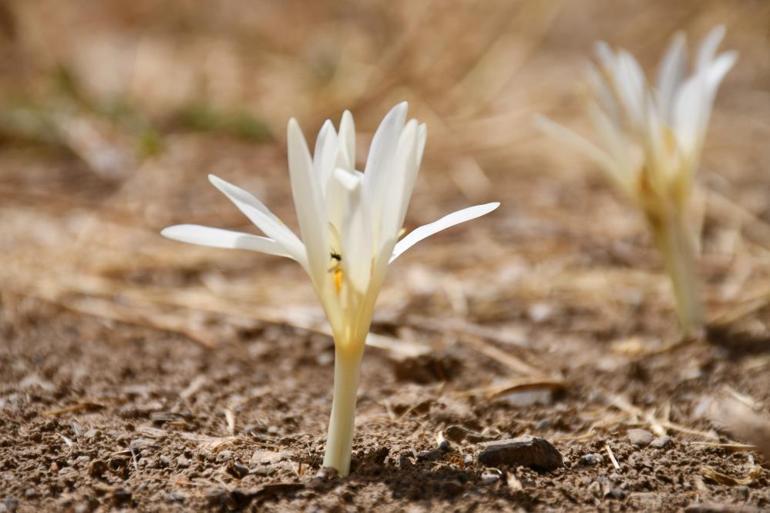 Bu çiçekler adeta bir sinyal Açınca ne var ne yok toplayıp yola düşüyorlar
