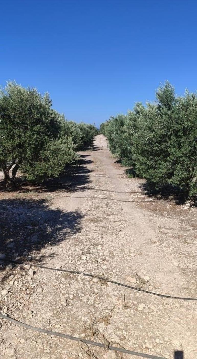Aydında devreye alındı Ekipler tarlada keşfe çıktı