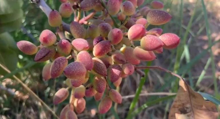 Herkes fıstığın başkentini Gaziantep bilir ama değil Lider ilimizde hasat başladı