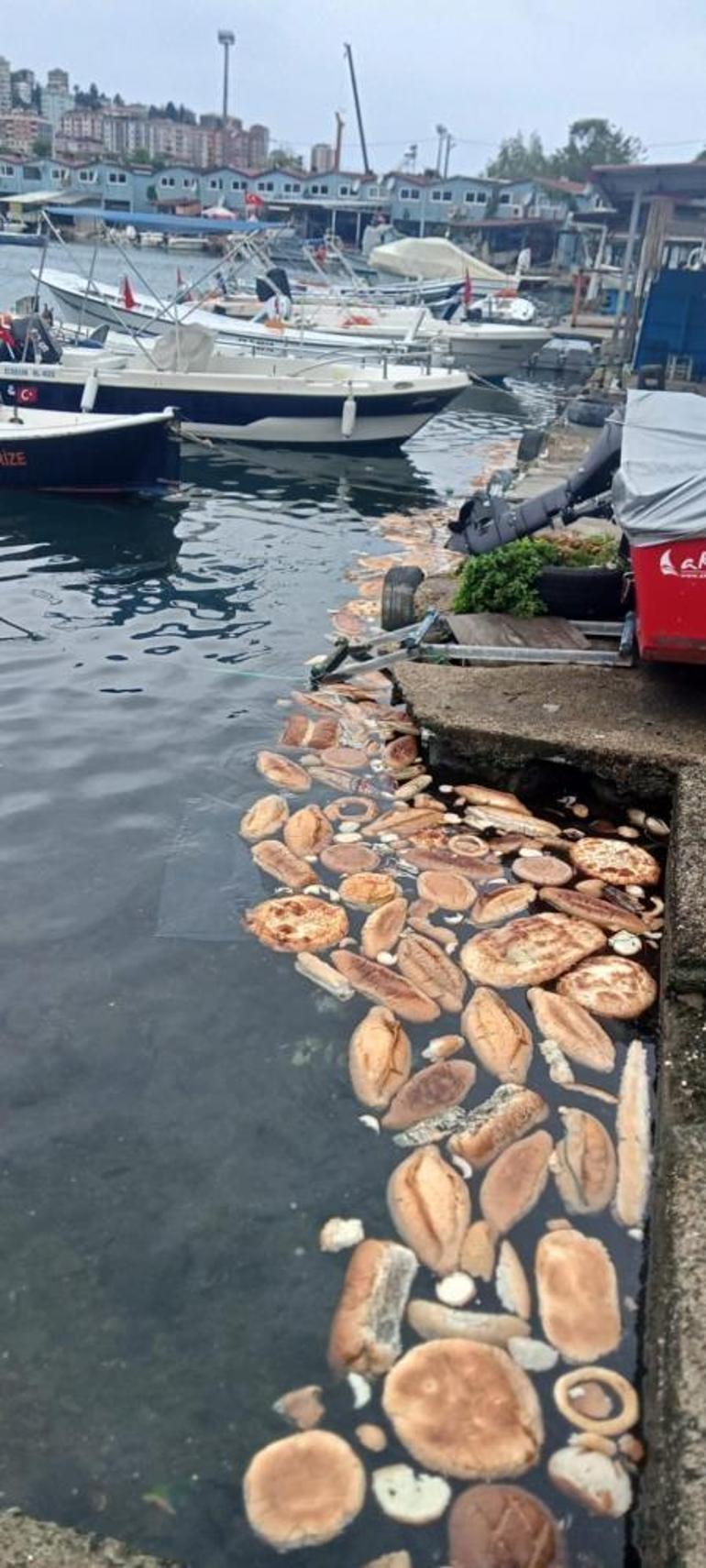 Yüzlerce ekmeği denize döktüler Rizede vicdanları dile getiren görüntü