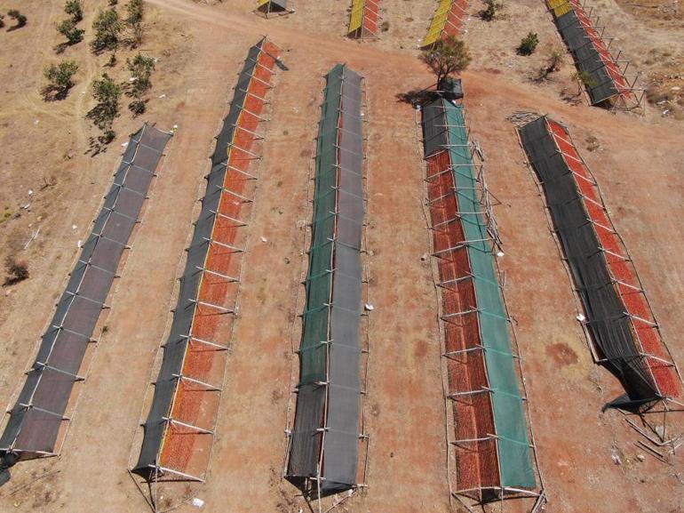 Gastronominin başkenti kırmızı ve yeşile büründü, uzaktan görenler şaşırıyor Fiyatları 150 ile 200 TL arasında değişiyor