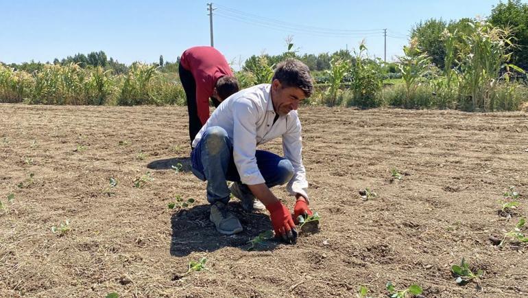 Kuraklık ve maliyet çiftçinin belini büküyor Tarlada 10 lira, pazarda ve markette ise 30-40 lira