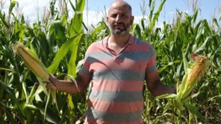 Doğu Anadolunun Çukurovasında hasat başladı Son yıllarda çiftçilerin yeni gözdesi oldu