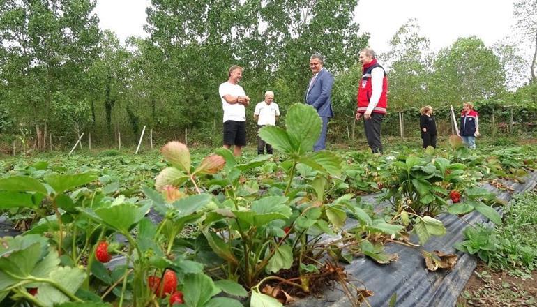 Samsunda rekoltede rekor düşüş: Sebebi belli oldu
