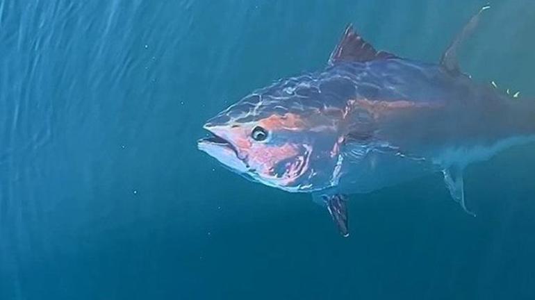 Türkiye yakalıyor, dünya bayılıyor: Japonya ve Güney Kore ilk sırada Yüzde 245 artışla 130 milyon dolara çıktı