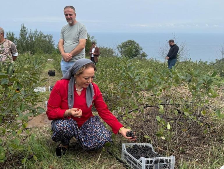 Aronya ve tıbbi bitkilerle yeni bir dönem başlıyor Akçaabattan dünyaya açılıyor