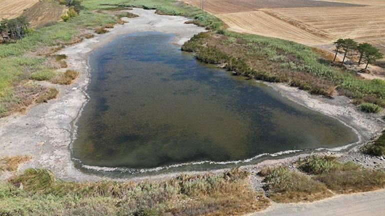 Tekirdağda şoke eden görüntü Oksijen azaldı, hepsi kıyıya vurdu