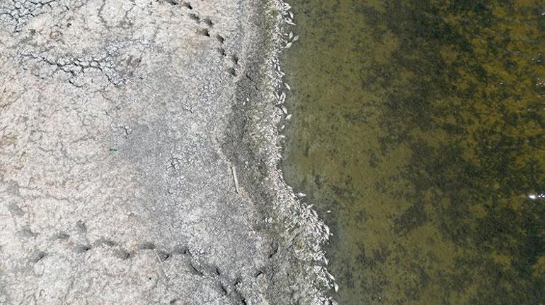 Tekirdağda şoke eden görüntü Oksijen azaldı, hepsi kıyıya vurdu