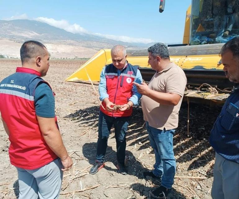 Hatayda hasat başladı: Ayçiçeği için kontroller devam ediyor