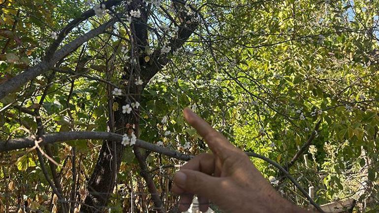 Eskişehirde görenler hayrete düşüyor Ağustosun sonunda çiçek açtı