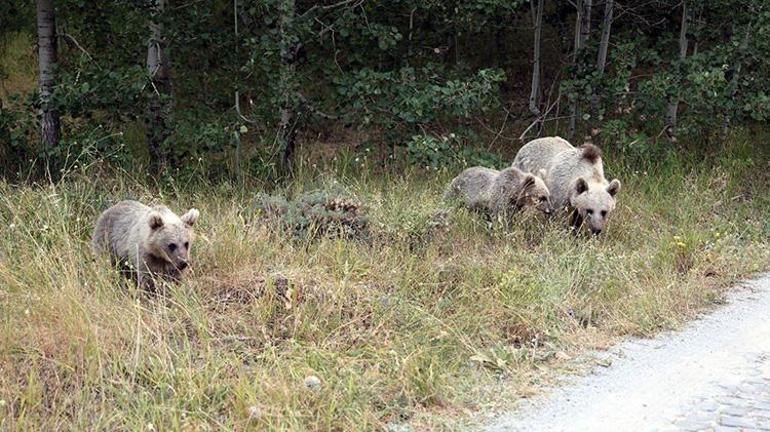 Bitlis Valiliğinden kritik karar: Nemrut Kalderasına girişler 15 gün yasaklandı Sebebi şok etti