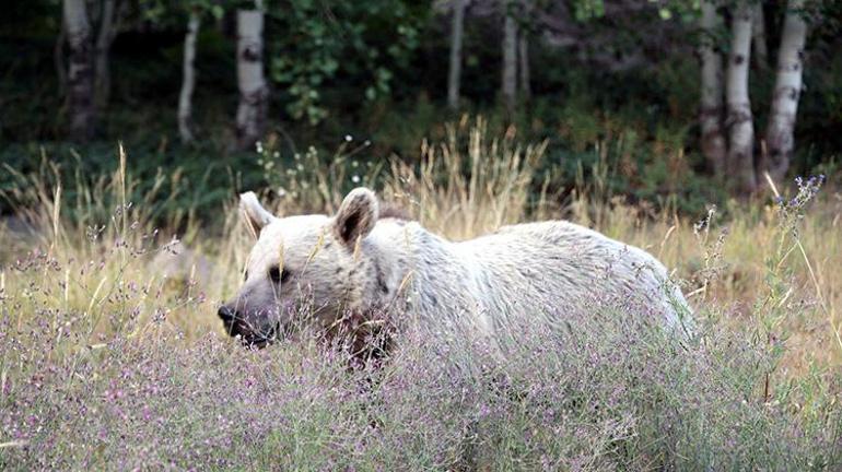 Bitlis Valiliğinden kritik karar: Nemrut Kalderasına girişler 15 gün yasaklandı Sebebi şok etti