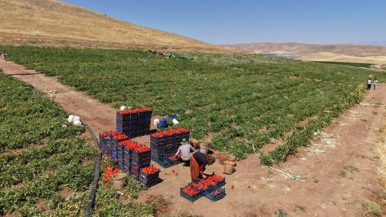 Hasat devam ediyor Üretici vatandaşa seslendi: Dışarıda 25 liraya alacağınıza tarladan 8 liraya alın