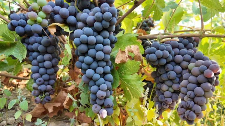 Bu meyvenin geçmişi Urartulara dayanıyor, adını duyan çok az Kilosu 50 ila 80 TL arasında satılıyor