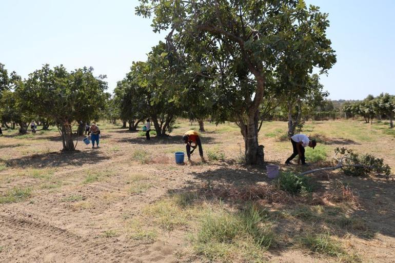 Üreticiler incirlerini kurutmaya başladı Çiftçilerin en büyük sıkıntısı hırsızlar
