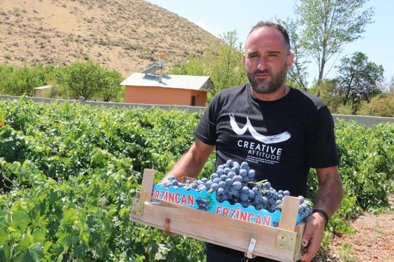 Erzincanın Cimin üzümü hastalıklara şifa Faydaları saymakla bitmiyor.