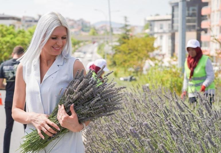 Lavanta hasadı başladı Bilecikten Türkiyenin dört bir yanına dağıtılacak