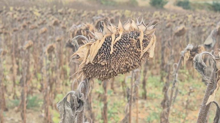 Tekirdağlı çiftçiler yeni yollara başvurdu Maliyet yükselince ürün değiştirdiler