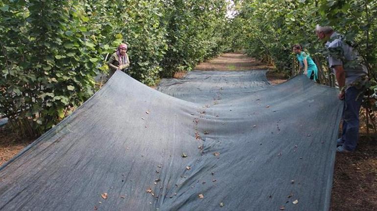 Samsunda fındık hasadında file sistemi Metrekare fiyatları 7-8 lira arasında değişiyor