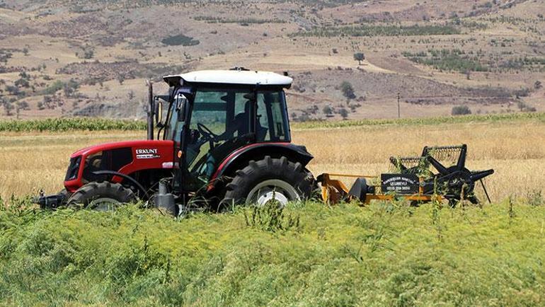 Türkiyenin ihtiyacının yüzde 80i buradan karşılanıyor Son hasadı yapıldı, tüm dünyadan büyük talep var
