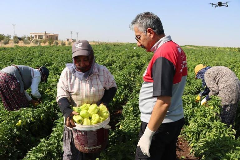 Hasat Ağustos’ta başladı Adıyaman’da sebze üretiminde ilk sırada biber var