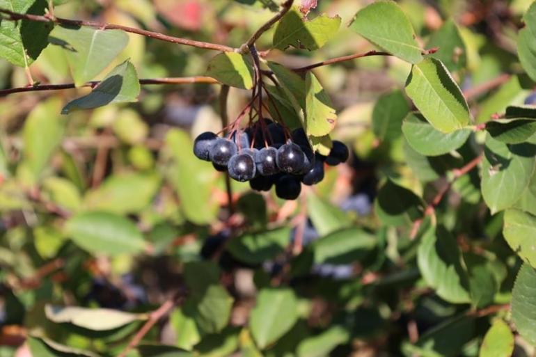 Süper meyvede ilk ürünler toplandı Hem çok kazandırıyor hem de sağlık deposu