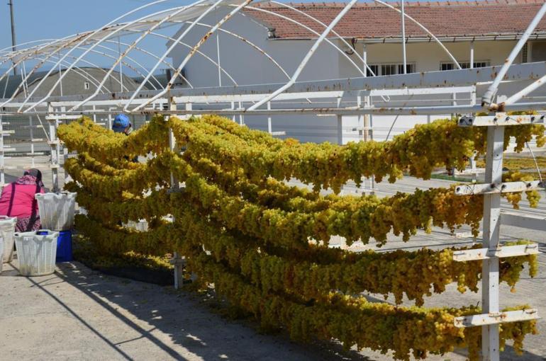 Kuru üzümde kaliteyi bu yöntem artıyor Tercih edilmemesinin ise tek bir sebebi var