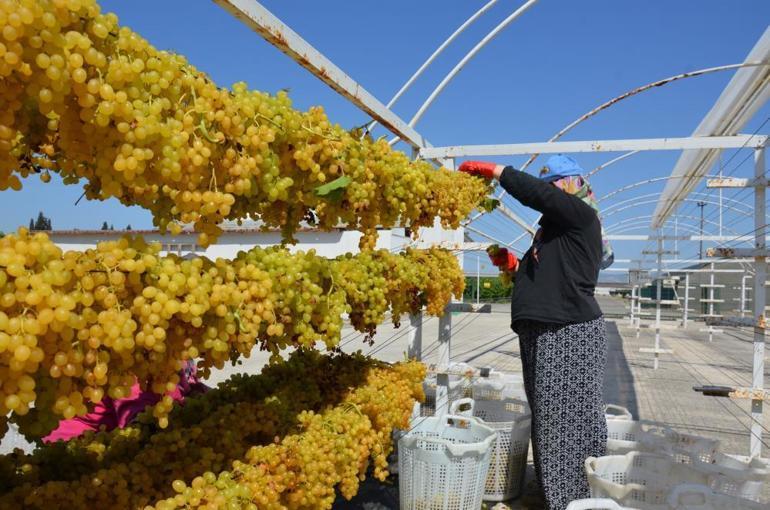 Kuru üzümde kaliteyi bu yöntem artıyor Tercih edilmemesinin ise tek bir sebebi var