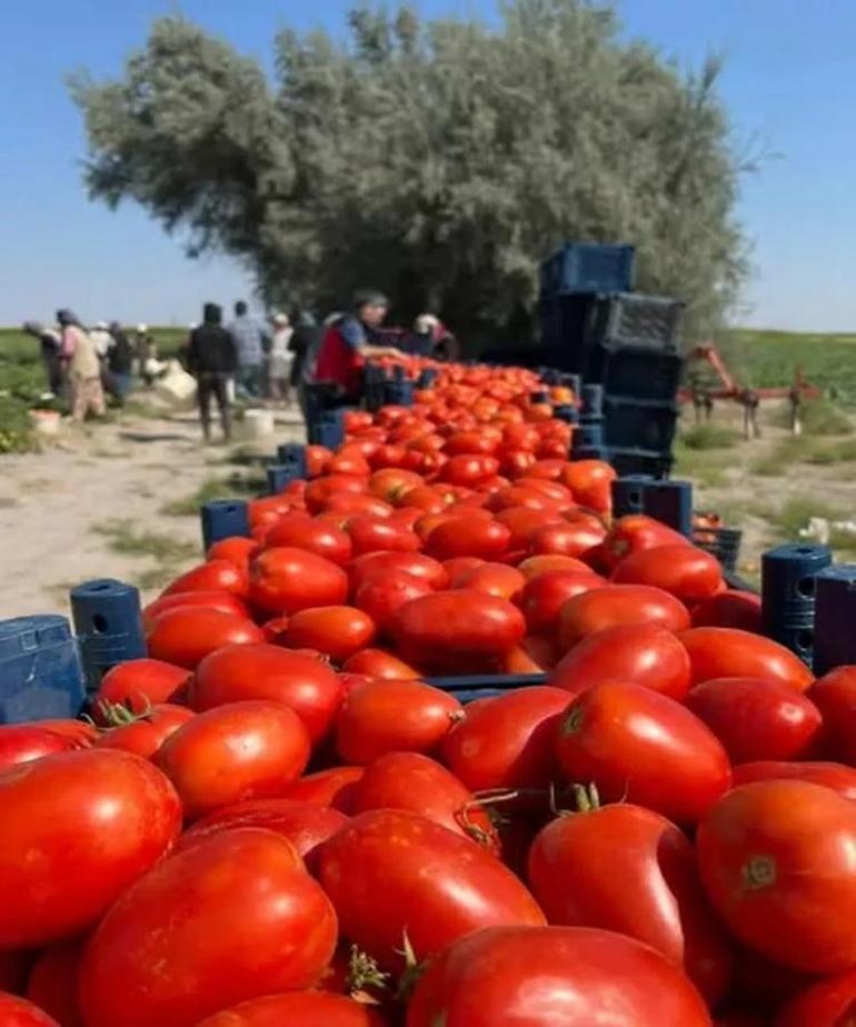 Konya Ovası’nda kırmızı bereket Tarladan kasa kasa toplanıyor