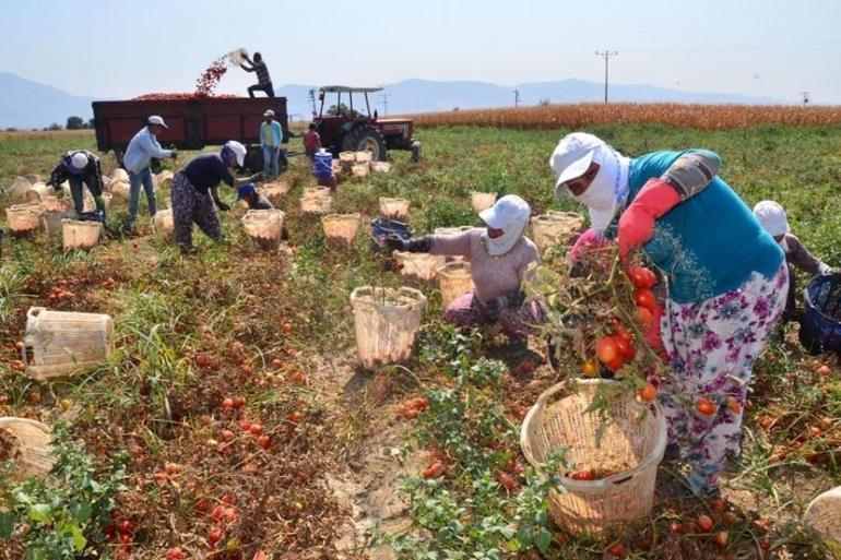 Konya Ovası’nda kırmızı bereket Tarladan kasa kasa toplanıyor