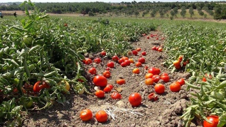 Konya Ovası’nda kırmızı bereket Tarladan kasa kasa toplanıyor