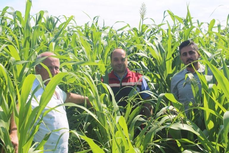 Tokatta yem bitkisi çeşitliliği arttı: Sorgum-sudan otu çiftçinin yüzünü güldürdü