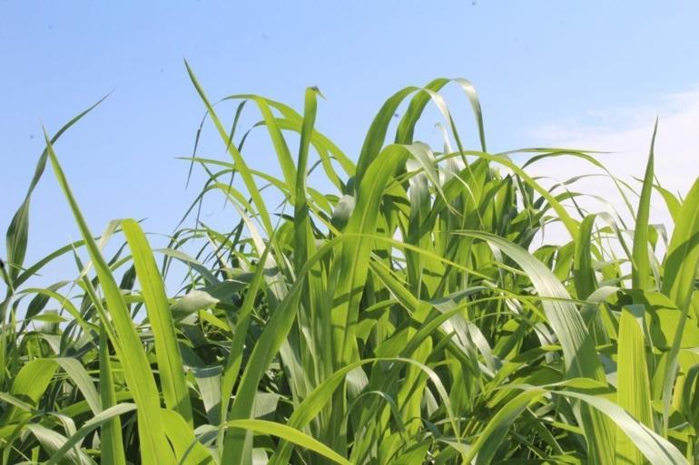 Tokatta yem bitkisi çeşitliliği arttı: Sorgum-sudan otu çiftçinin yüzünü güldürdü