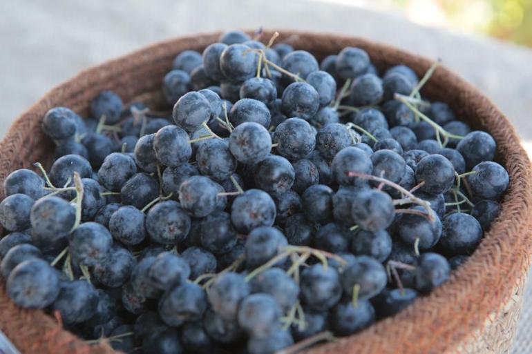 Bu yıl ikinci defa ürün verdi İkinci hasat üreticinin yüzünü güldürdü