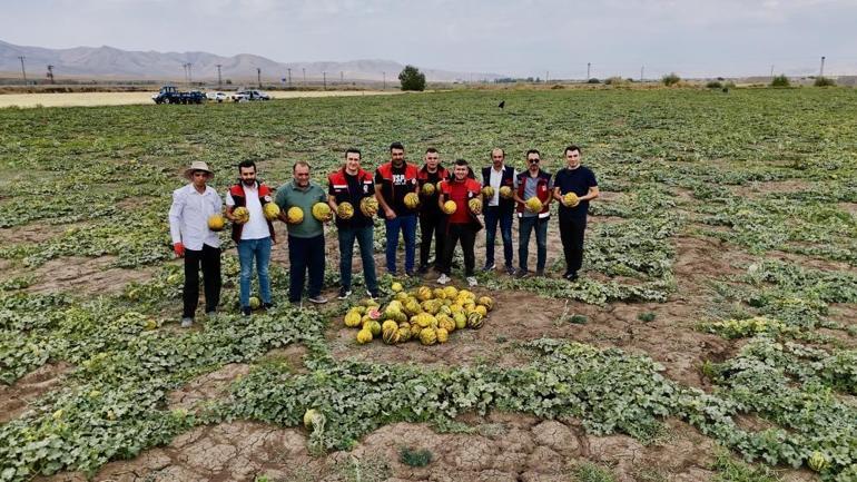Verimli tarlalarda geç hasat yapılıyor Tezgâhlar dolacak, fiyatlar düşecek