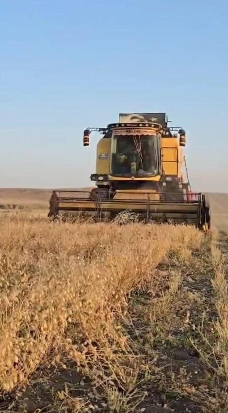 Karsta dekar başına 150 kilo ürün verdi: Hasat başladı