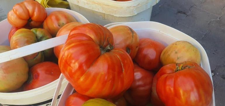 Ata tohumundan yetişiyor, tanesi 1 kilo geliyor Fiyatı 30 liradan satılıyor