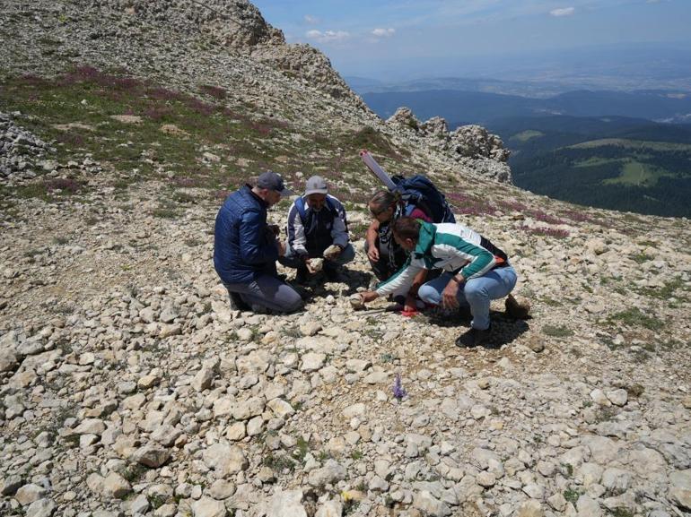 Ilgaz Dağında hayrete düşüren keşif 2 bin 587 rakımda deniz fosilleri bulundu