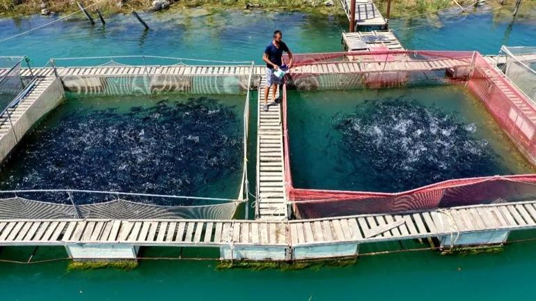 Konyada 2,5 milyona tesis var Her yıl milyonlarca üretiliyor: İhale tarihi belli oldu