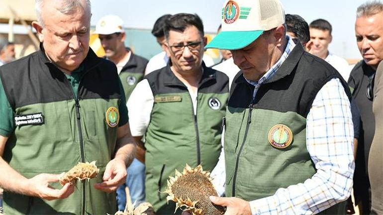 Türkiyenin en büyük tarım işletmesinde hasat başladı