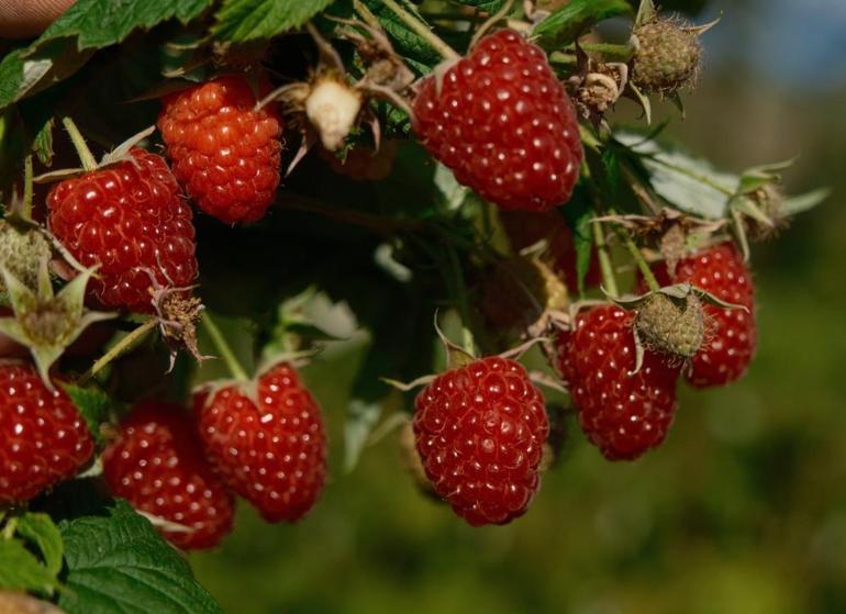 Türkiyenin ihtiyacını bu iki ilçe karşılıyor Üretici 1 dönümden 375 bin lira kazanıyor