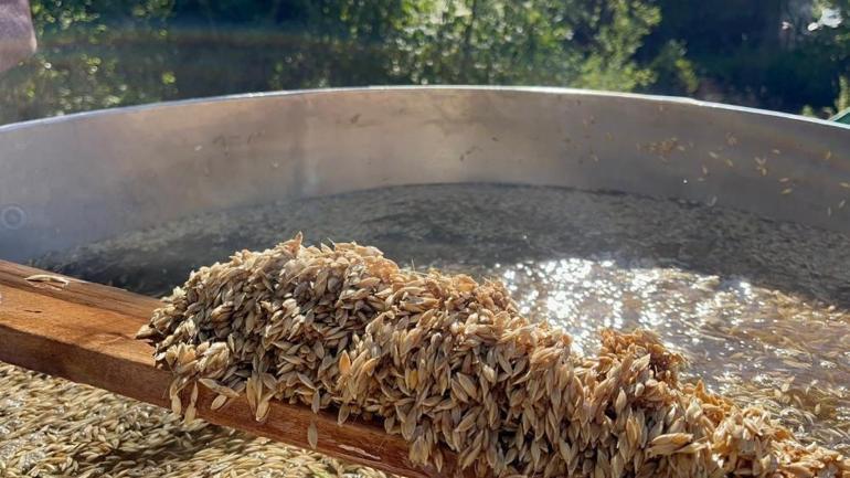 On iki bin yıldır üretiliyor Hasadı tamamlandı, çiftçiler işlemeye başladı